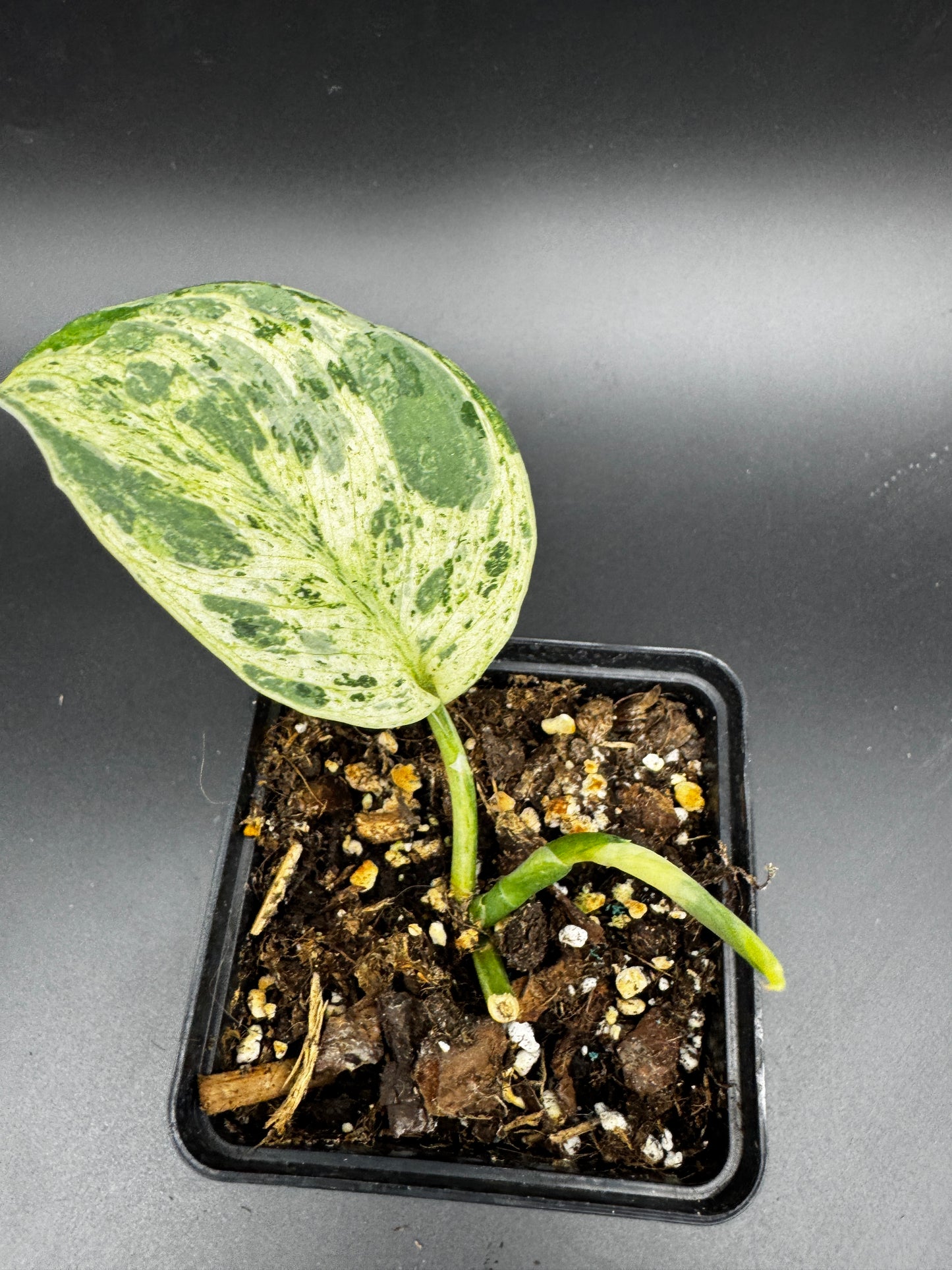 Scindapsus Silver Cloud variegata