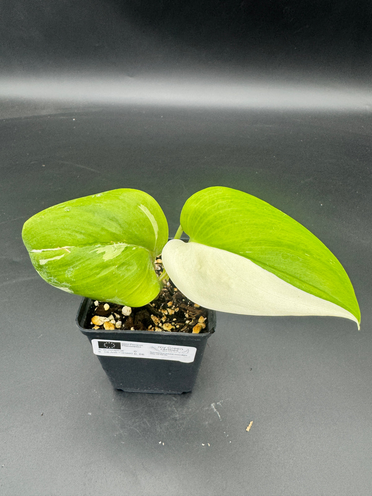 Scindapsus treubii moonlight albo variegata