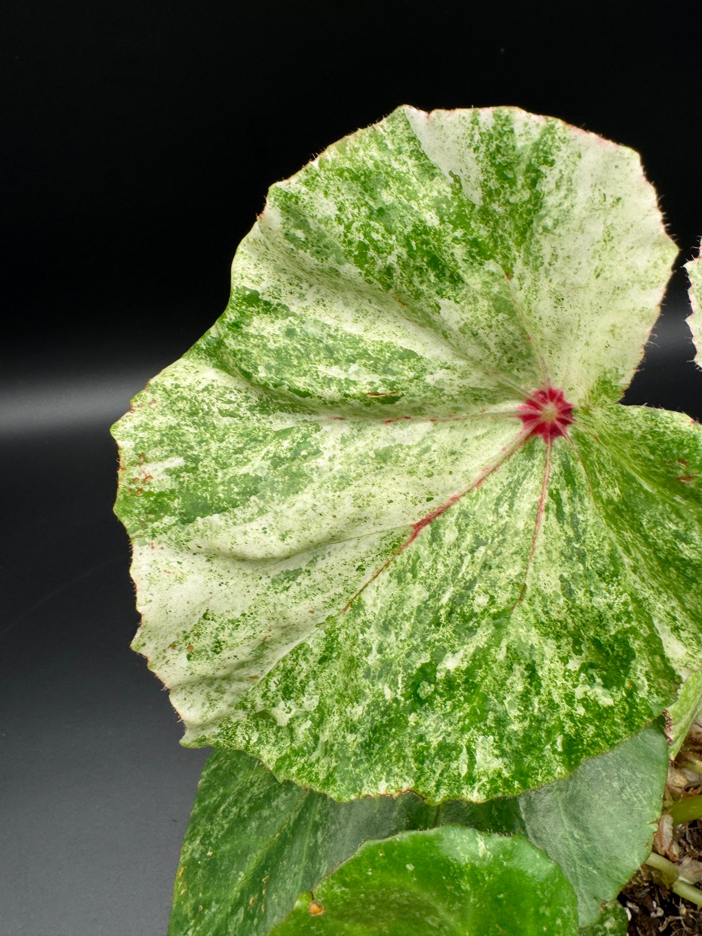 Begonia Rouge variegata
