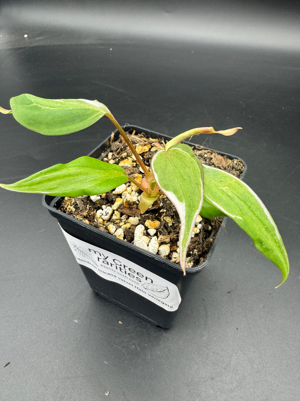 Philodendron micans velvet halo variegata.