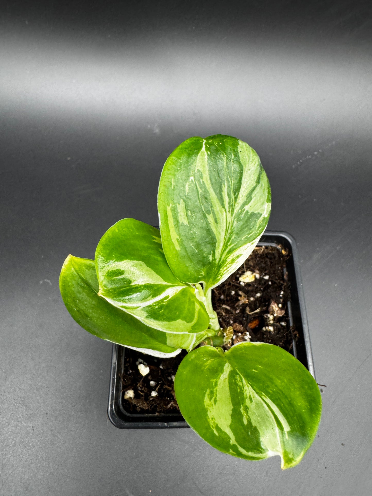 Scindapsus treubii moonlight variegata.