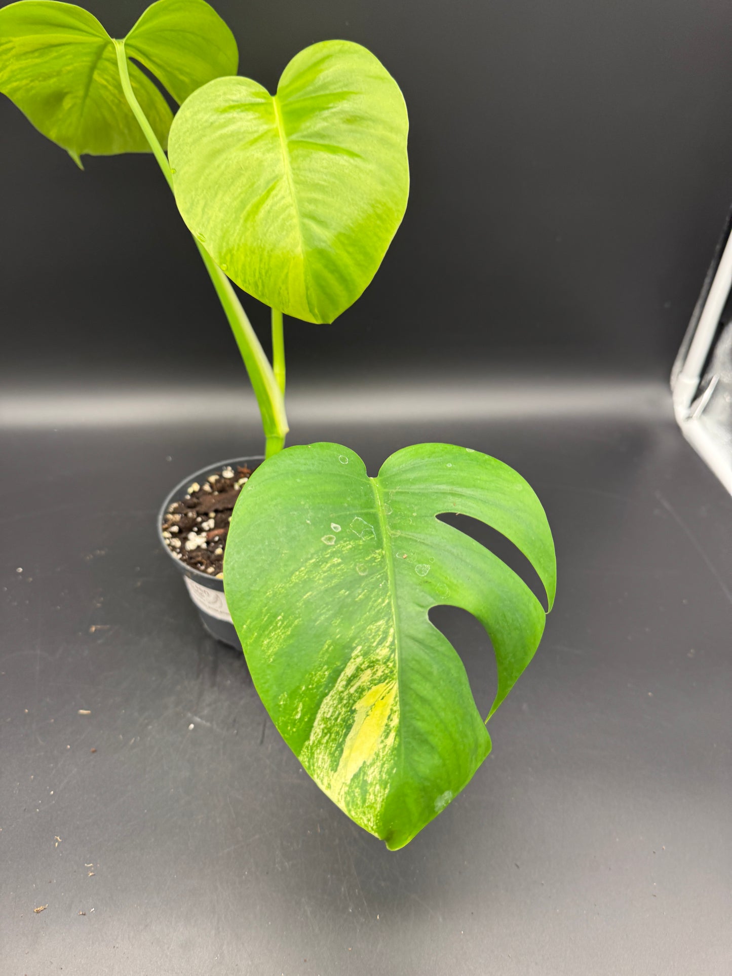 Monstera aurea variegata