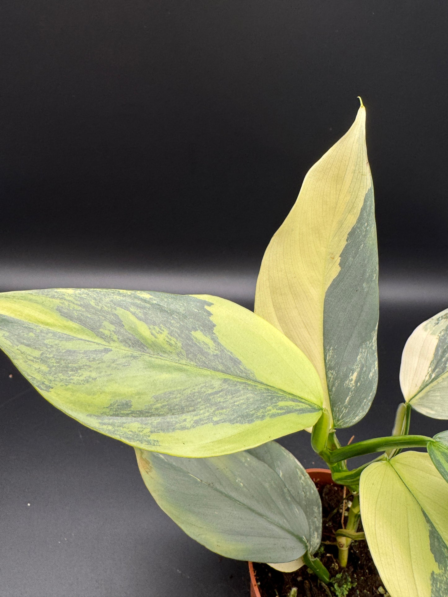 Philodendron Silver Sword variegata