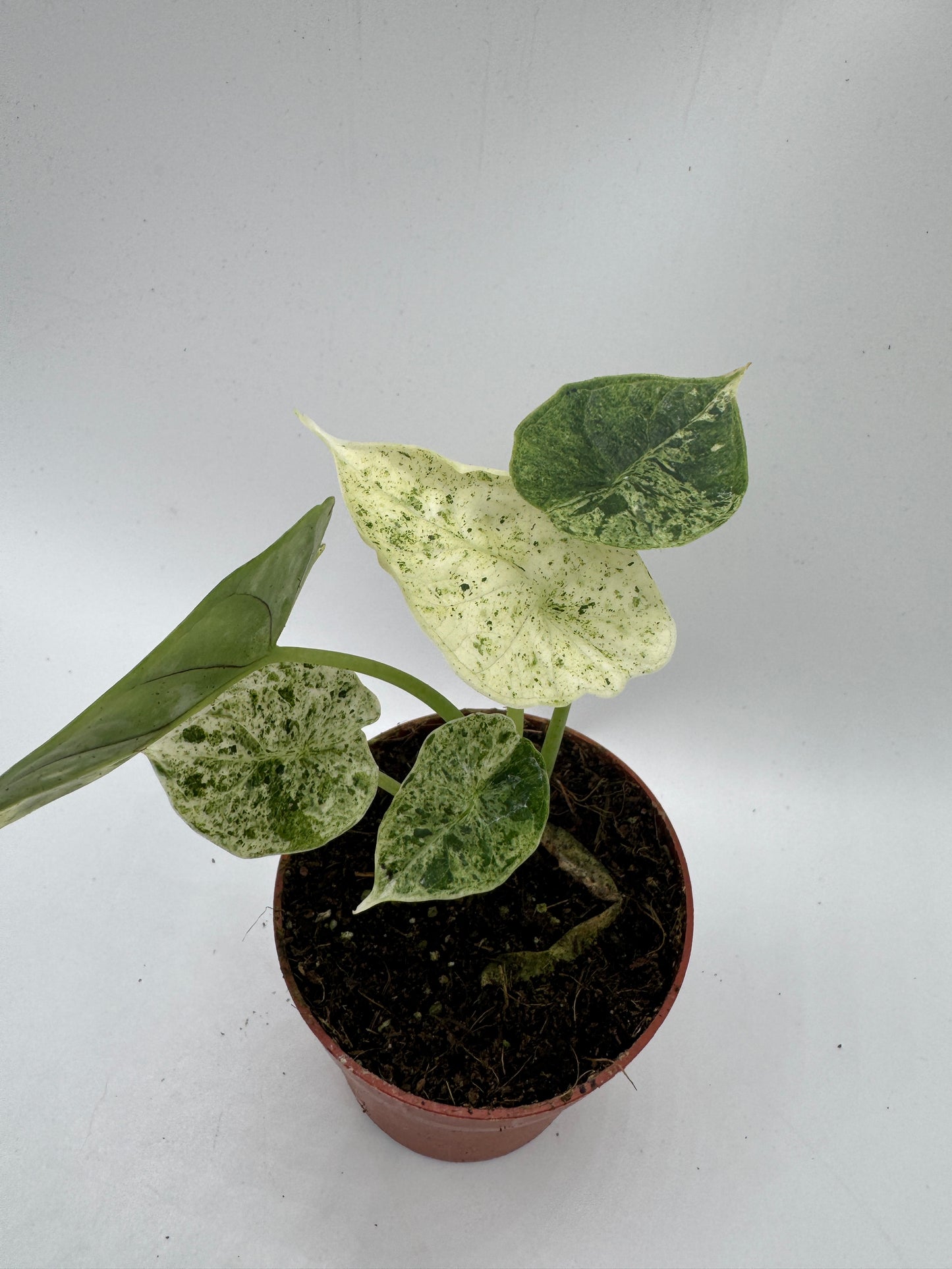 Alocasia Dragon Scale mint variegata