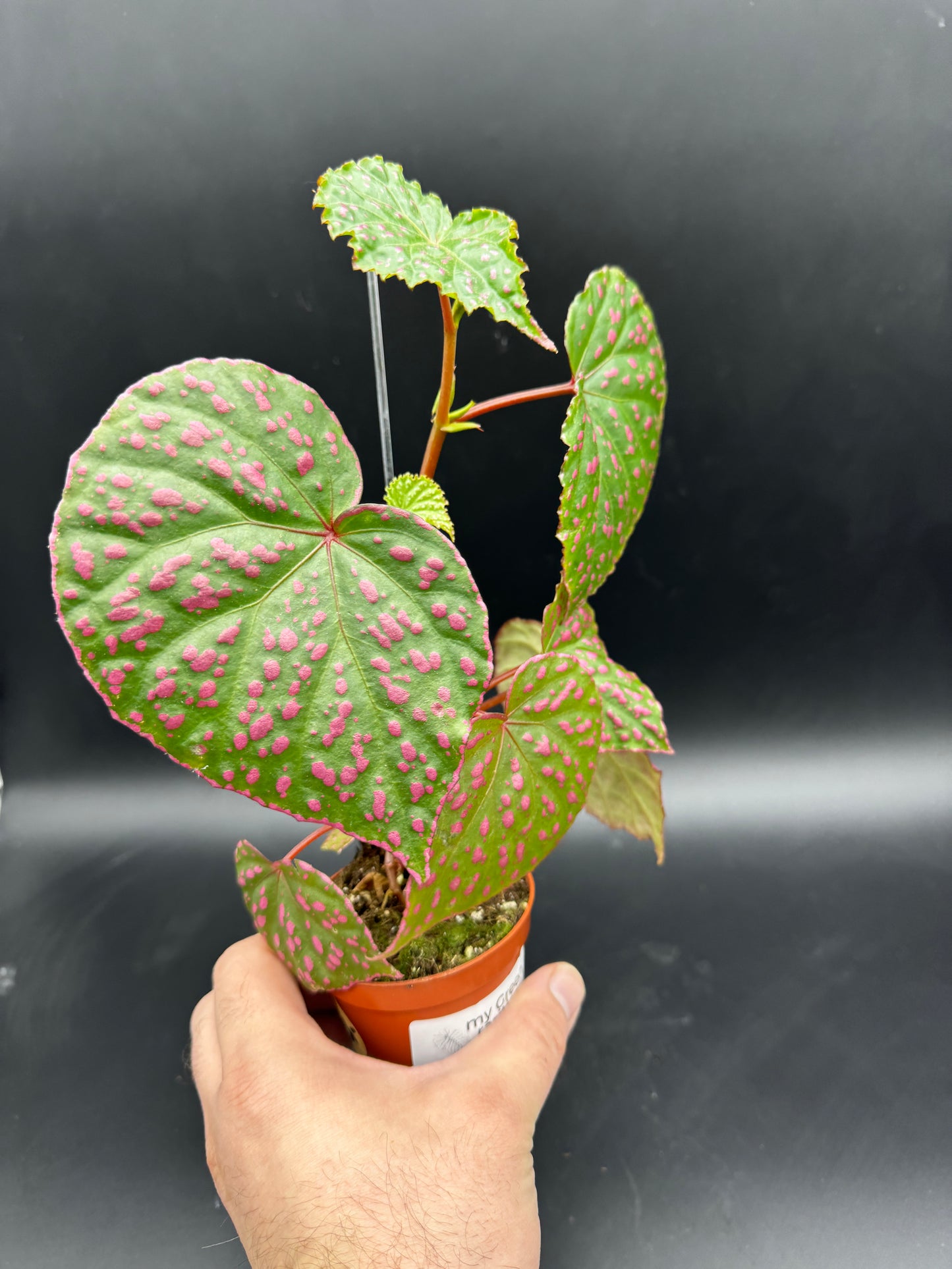 Begonia Muara Wahau