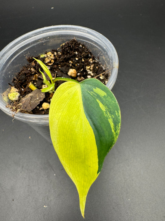 Philodendron micans variegata