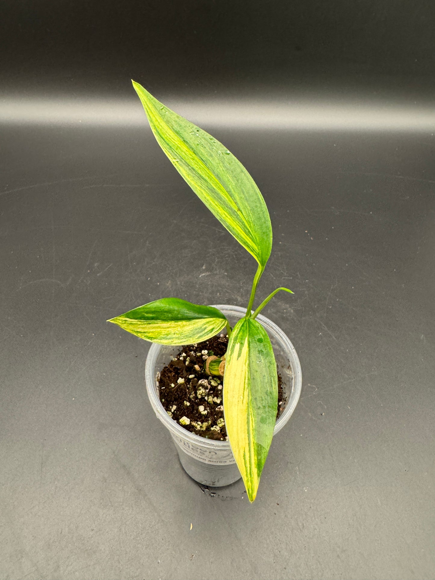 Epipremnum Amplissimum Aurea variegata