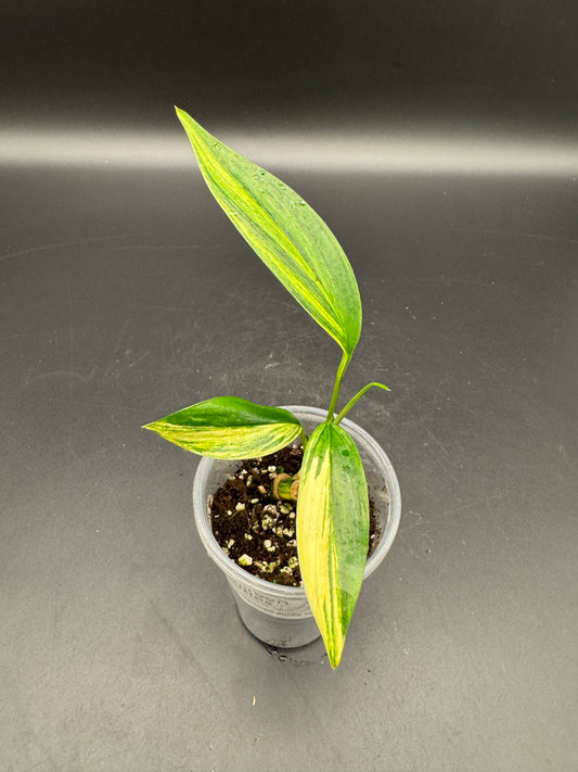 Epipremnum Amplissimum Aurea variegata