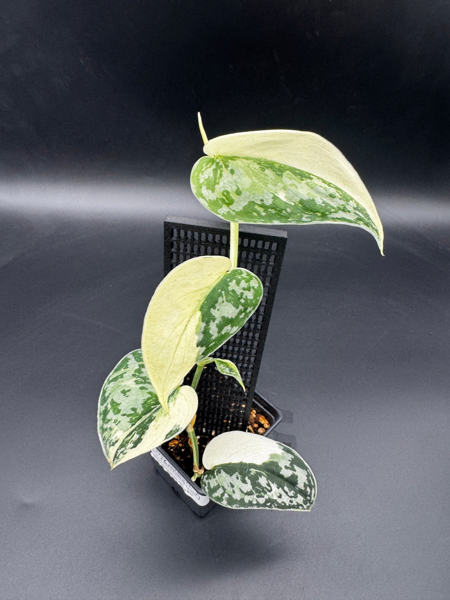Scindapsus Mayari