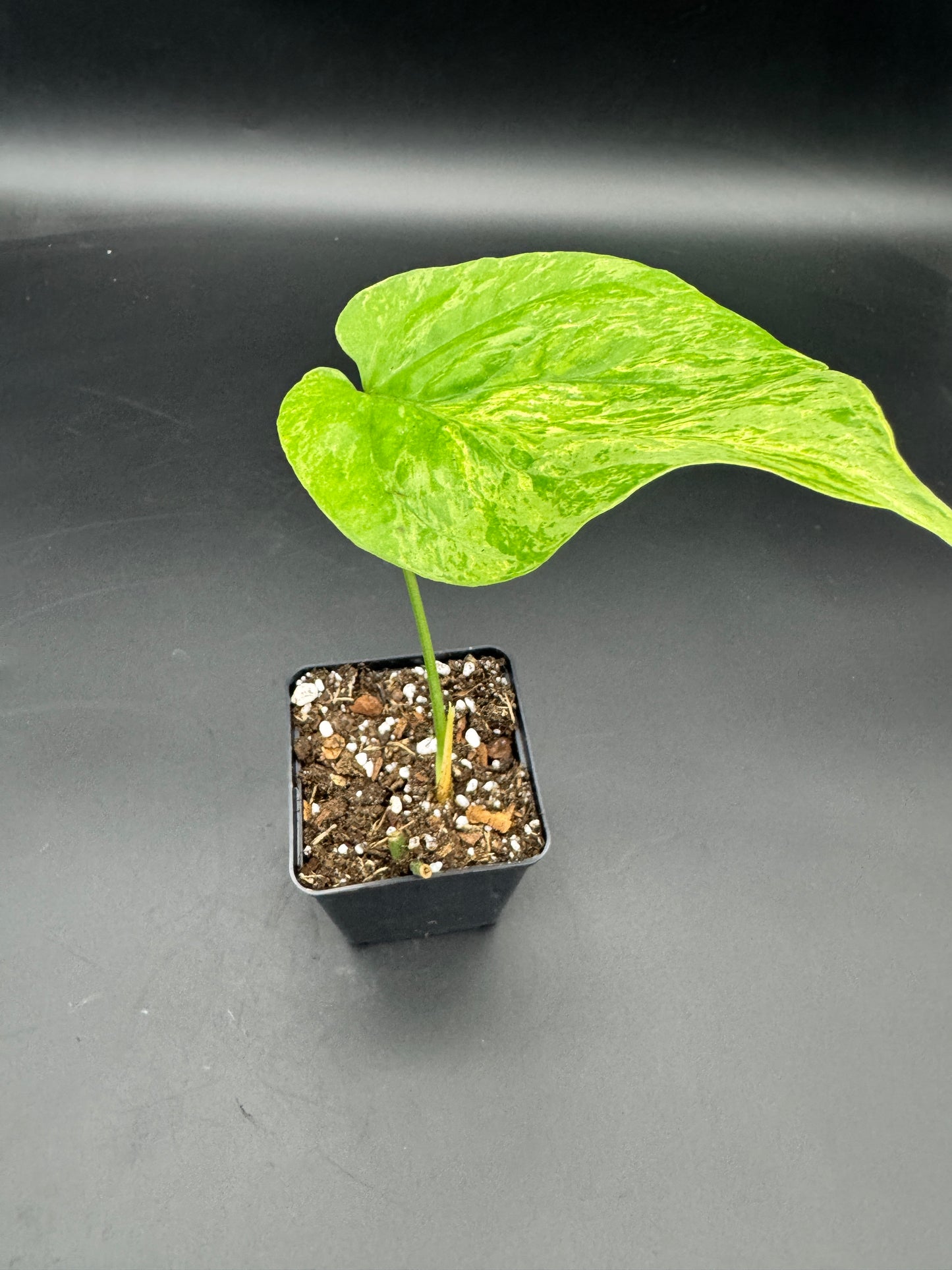Amydrium Medium mint Variegata