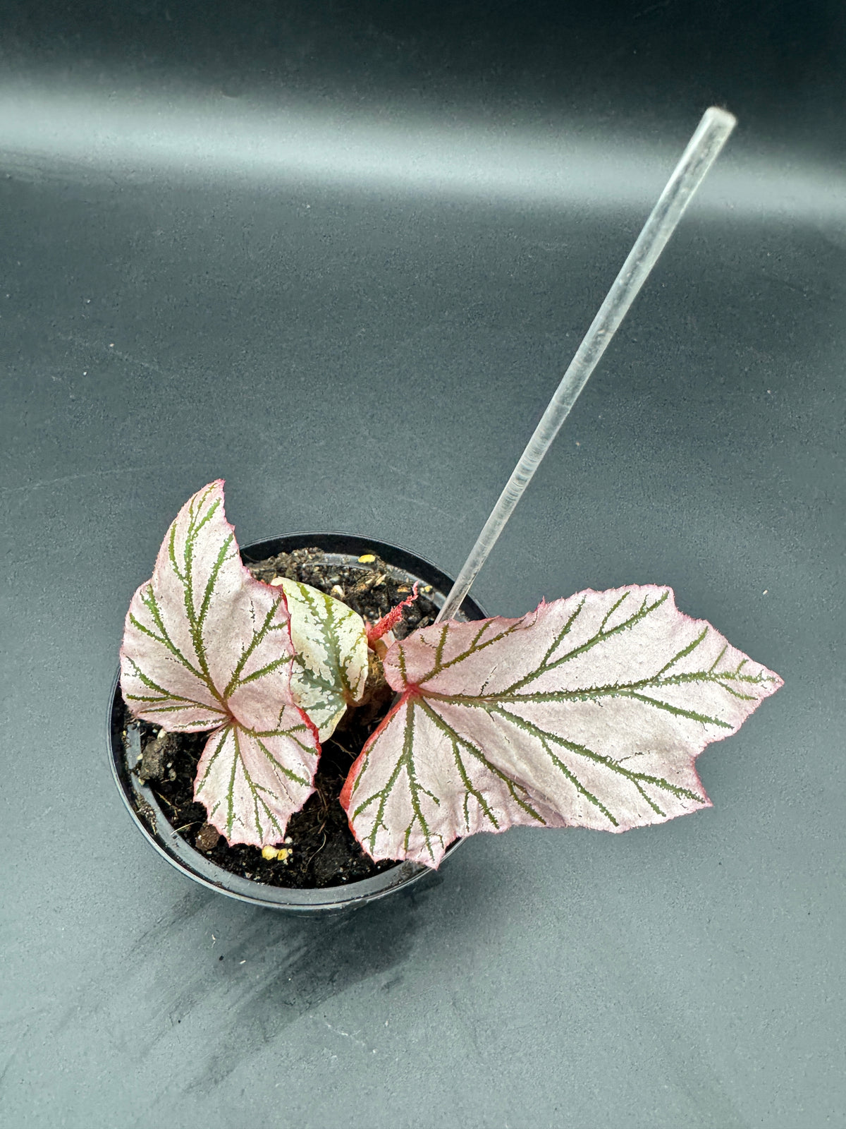Begonia LaMoon