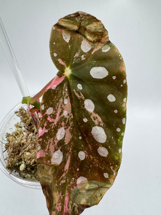 Begonia maculata pink variegata