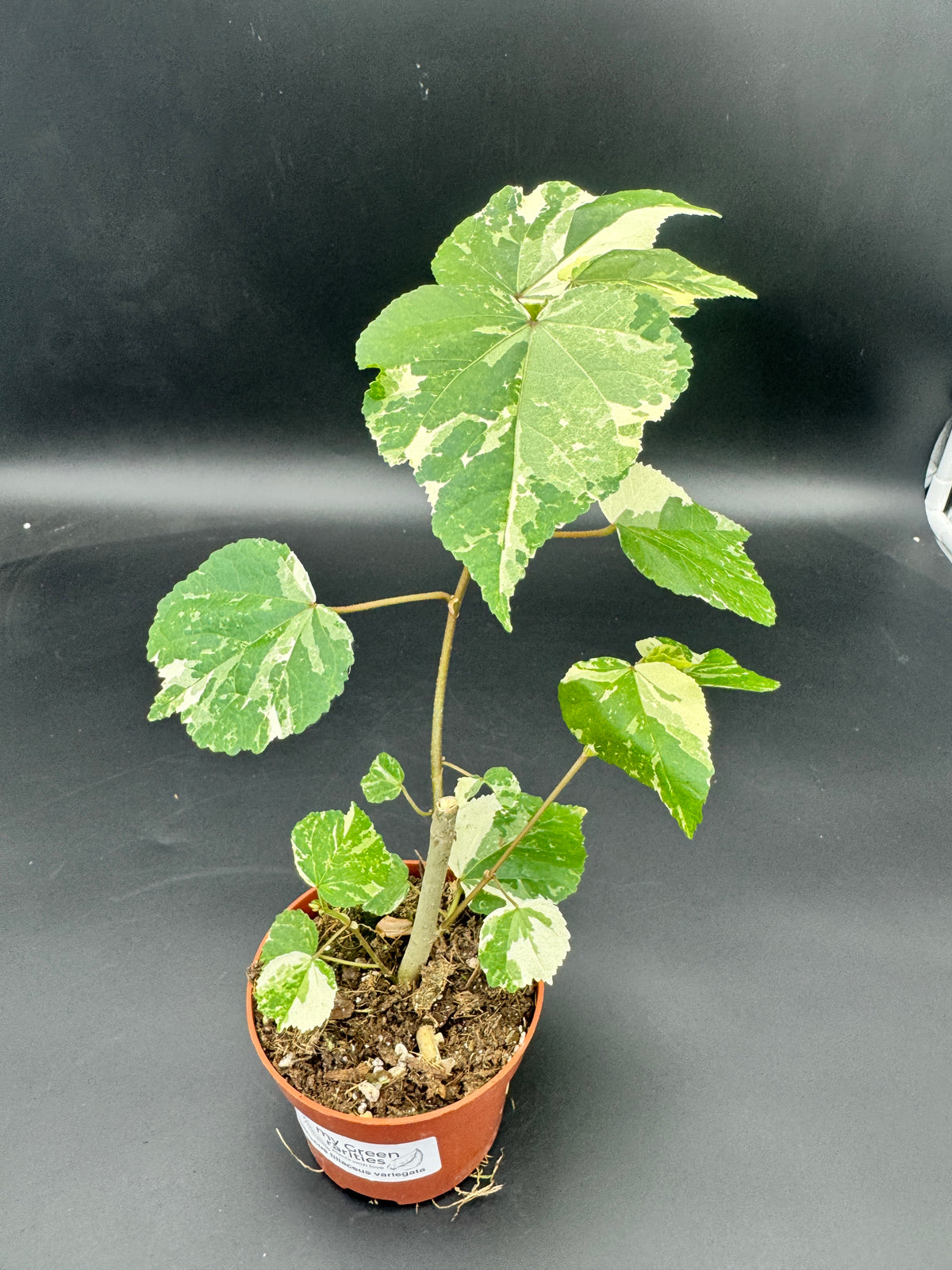 Hibiscus tiliaceus ‘Variegata