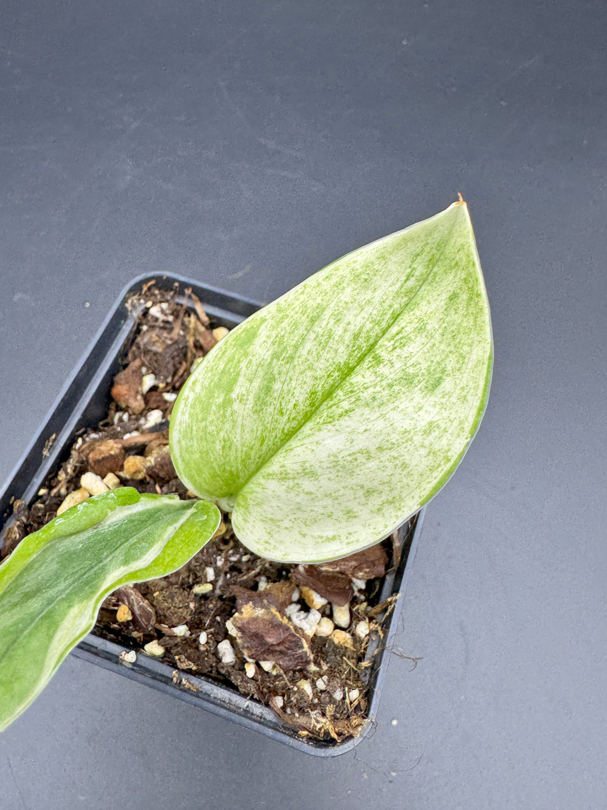 Scindapsus super Star