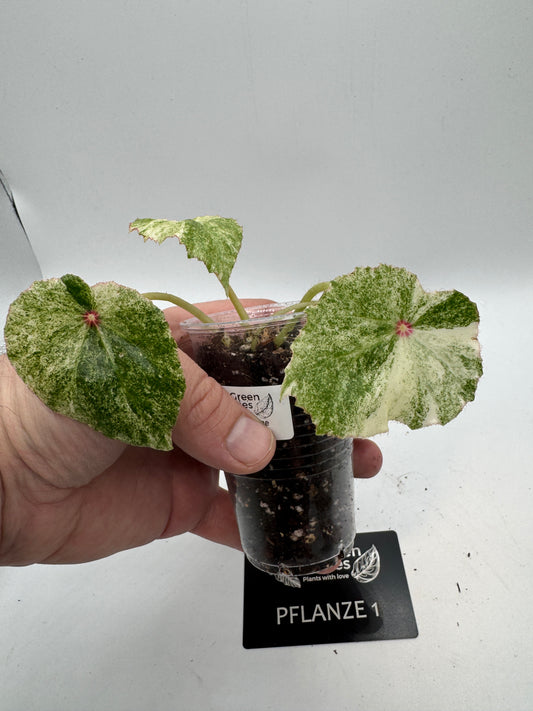 Begonia Rouge variegata