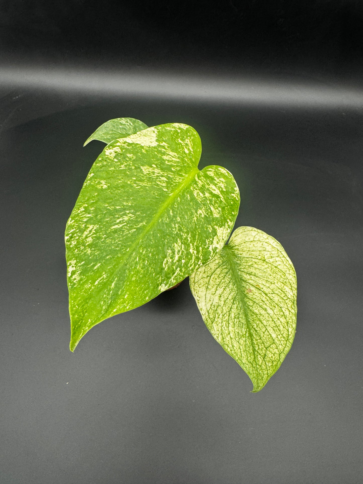 Monstera Mint variegata