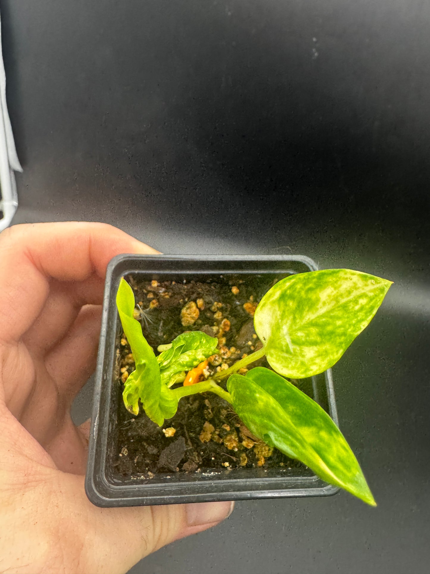 Epipremnum aureum shangri la variegata aka godzilla pothos II