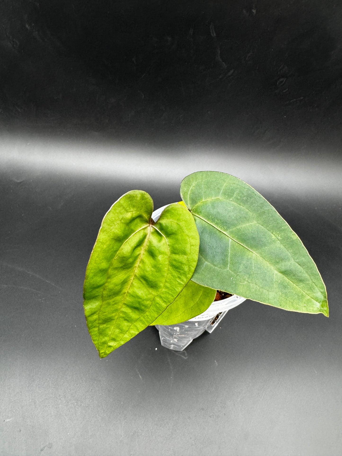 Anthurium Ace of Spades darkform x Luxurians X Ace of Spades