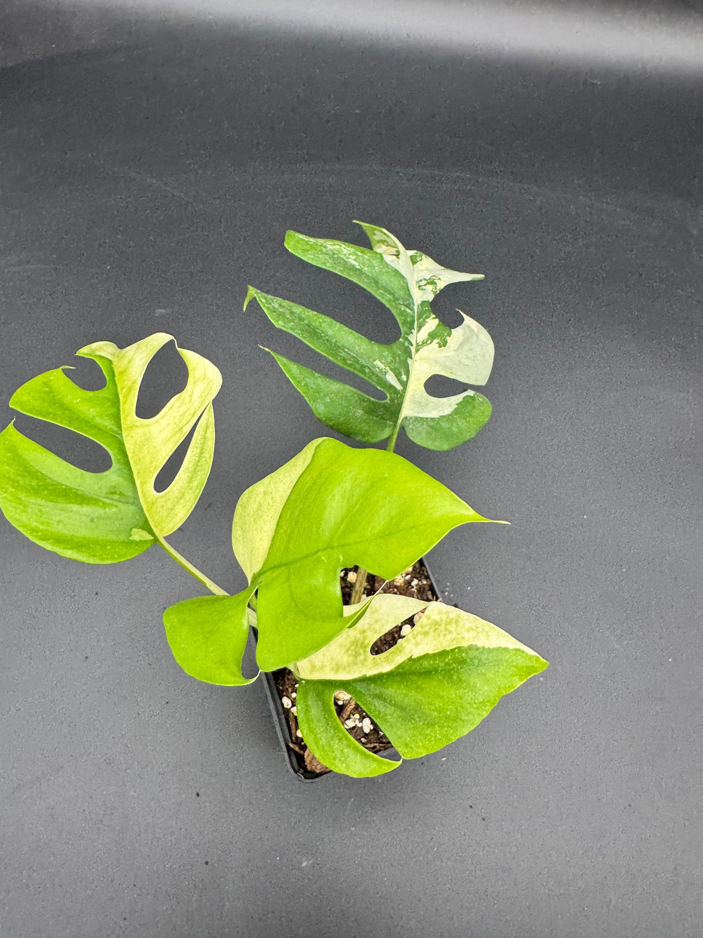 Rhaphidophora tetrasperma albo variegata