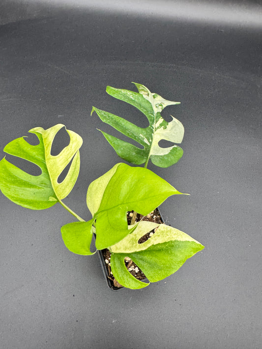Rhaphidophora tetrasperma albo variegata