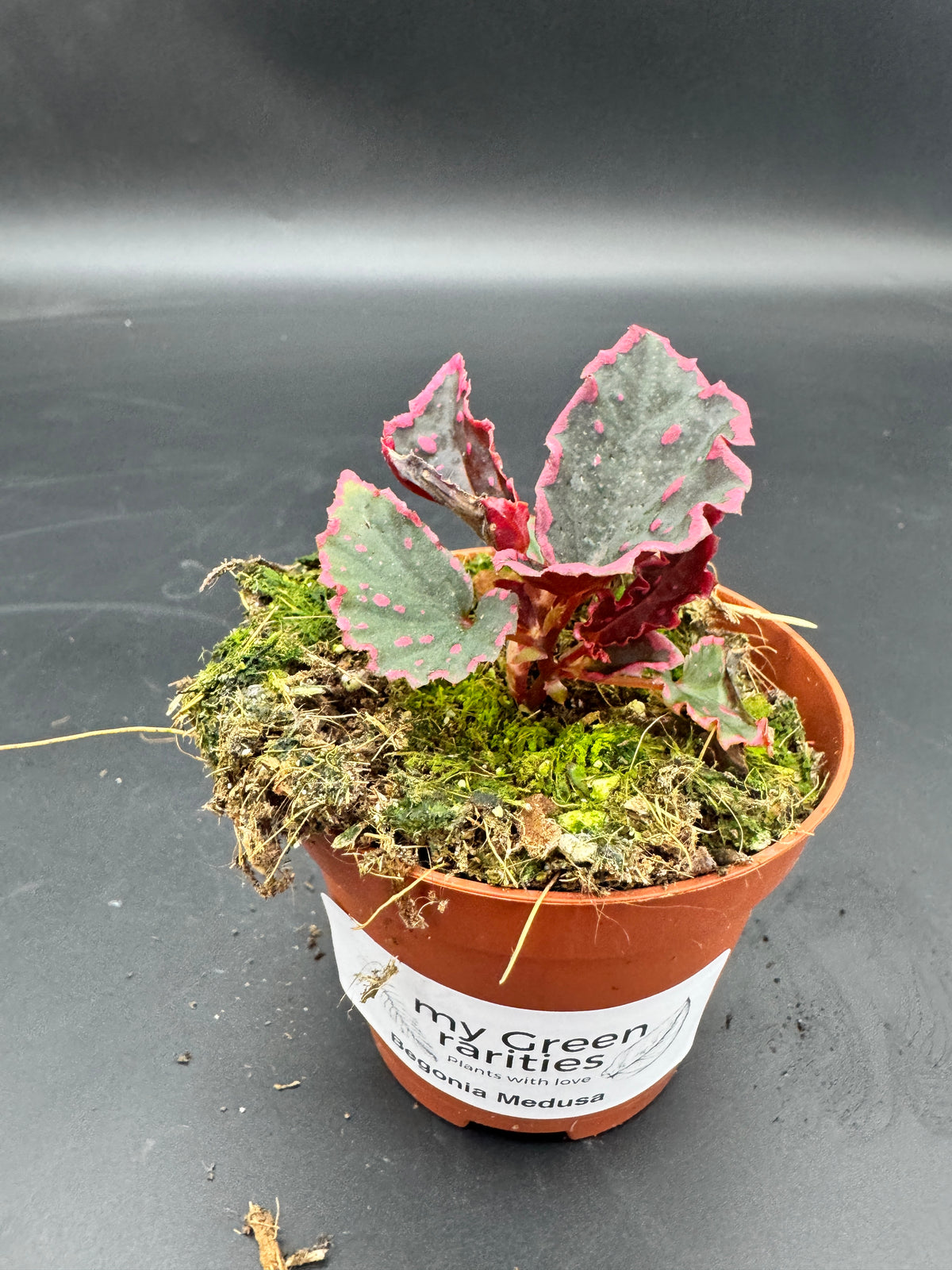 Begonia Medusa