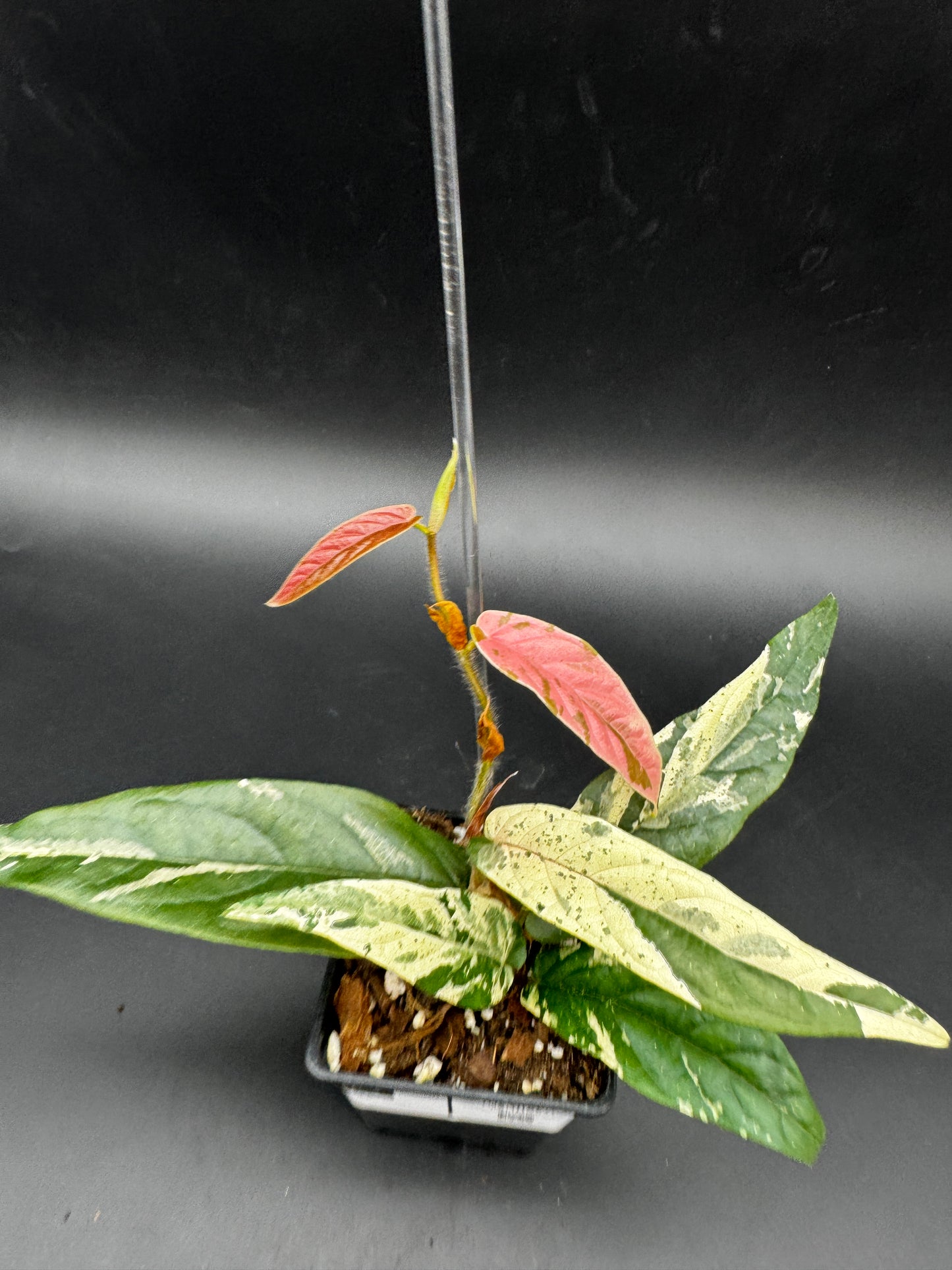 Ficus Sagittata Pink Variegata
