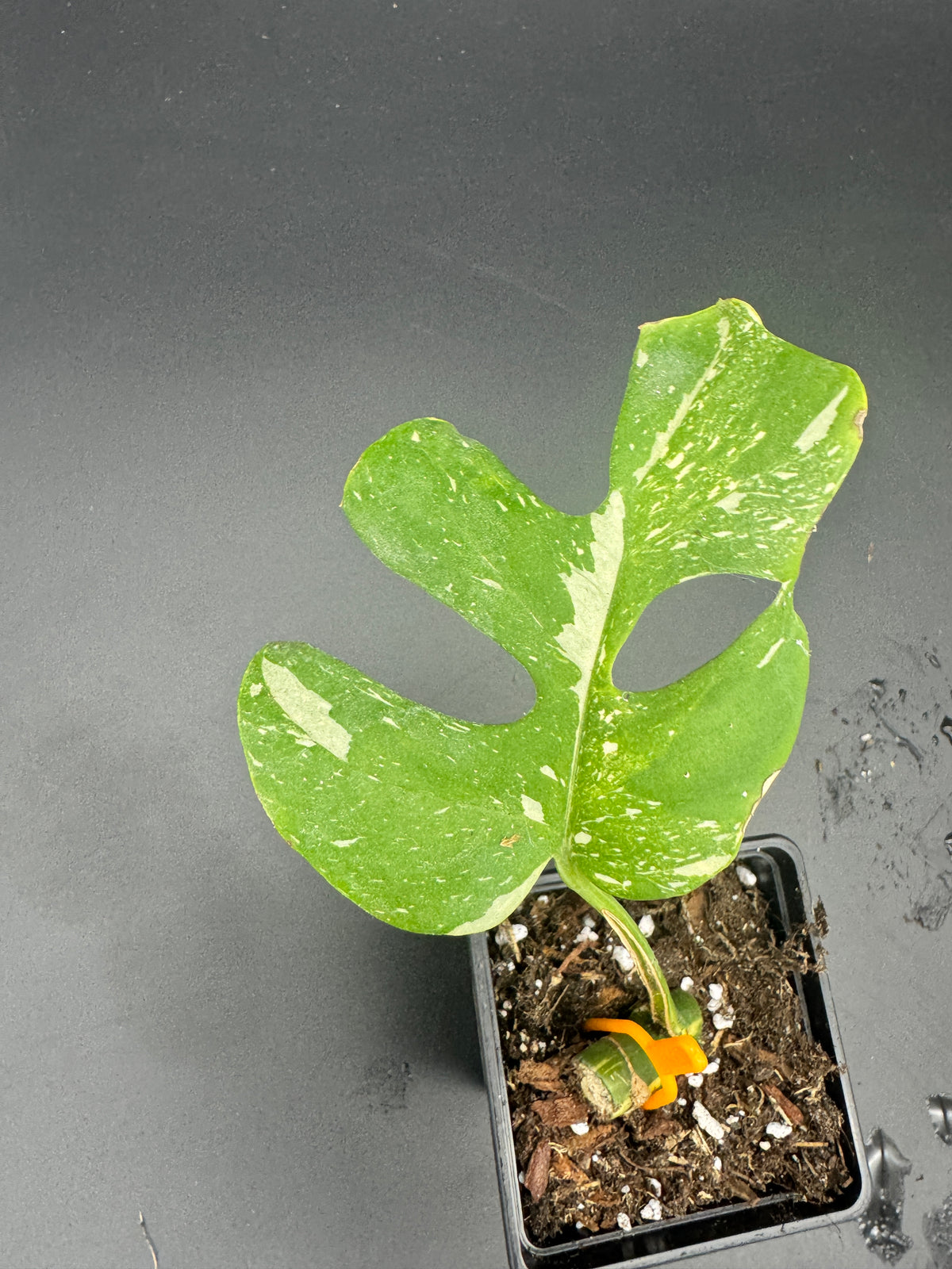 Rhaphidophora tetrasperma Thai constellation (Monstera Minima Thai constellation)