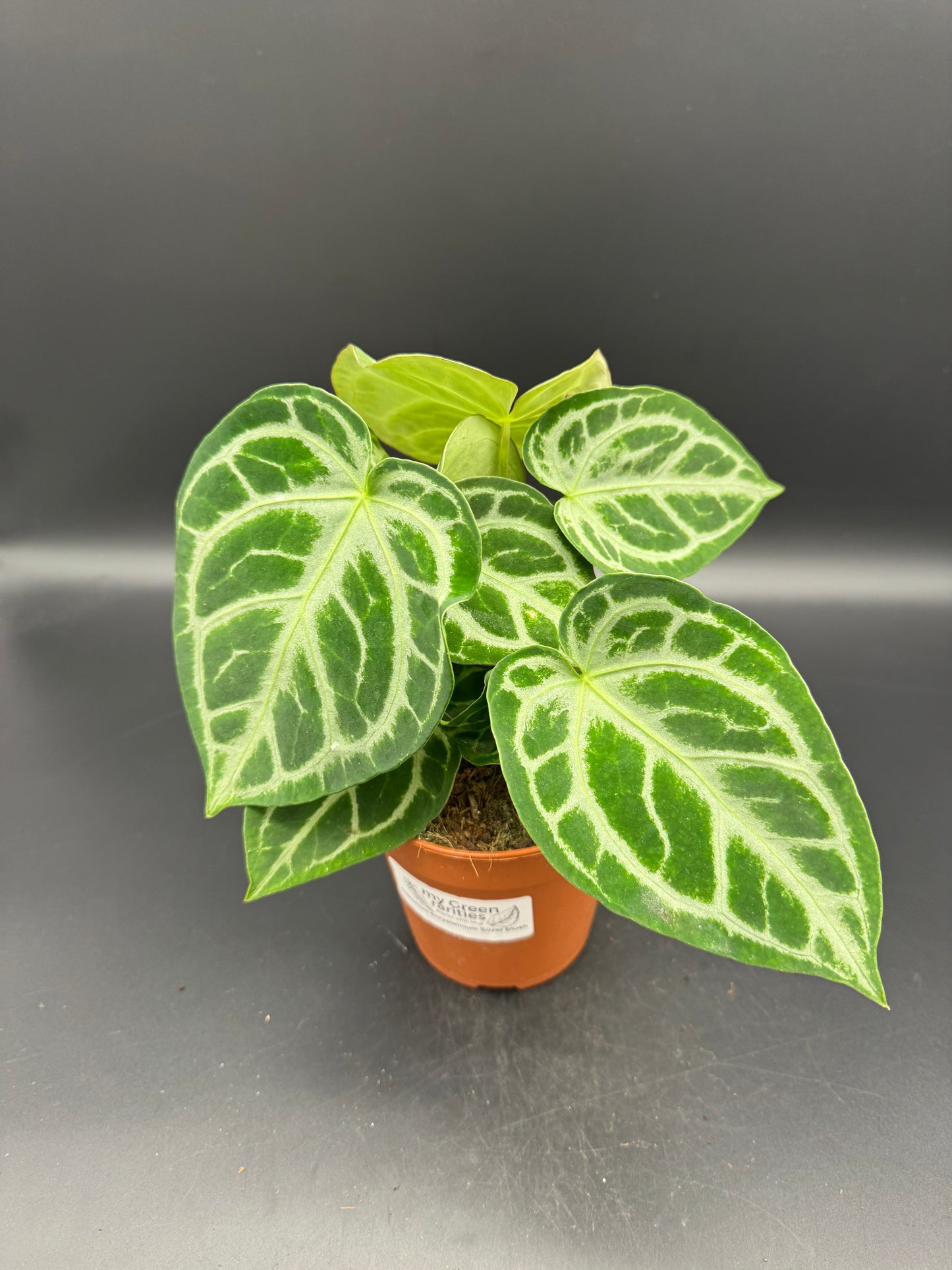 Anthurium Silver blush