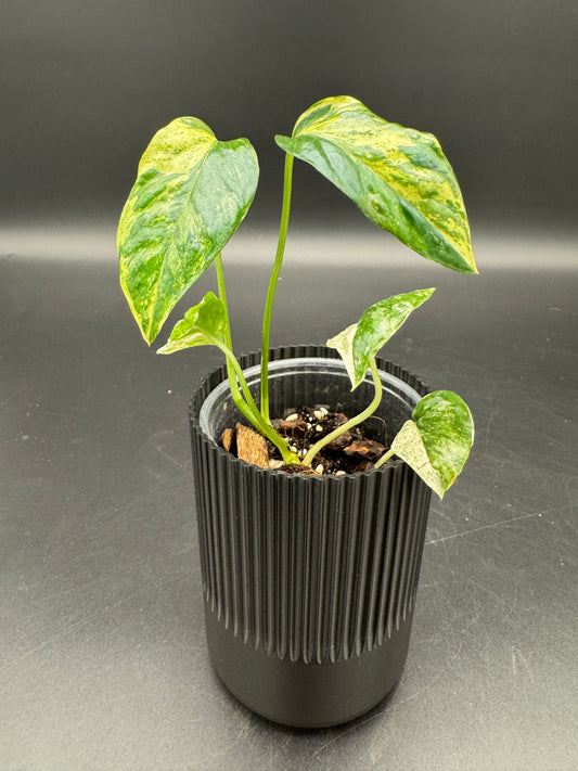 Epipremnum hanoman sp Bali