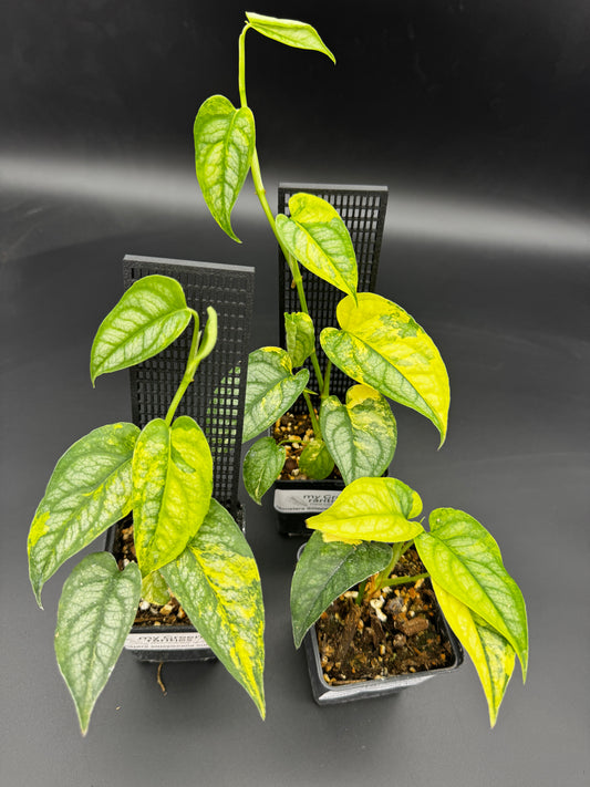 Monstera Siltepecana Aurea