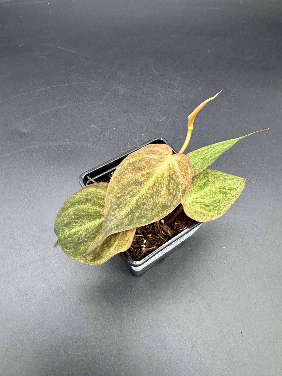 Philodendron micans pink marble variegata