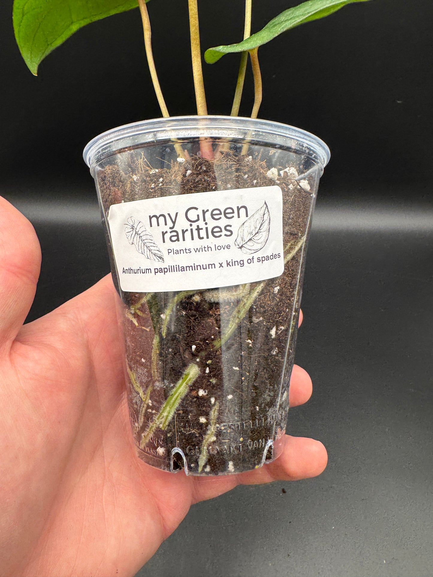 anthurium papillilaminum x king of spades
