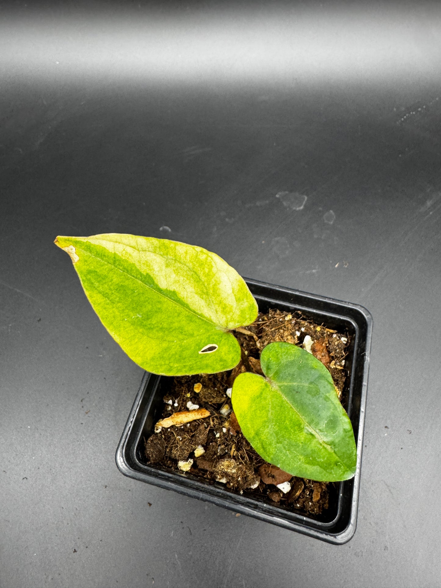 Anthurium RVDP (Red Vein Dark Phoenix) variegata