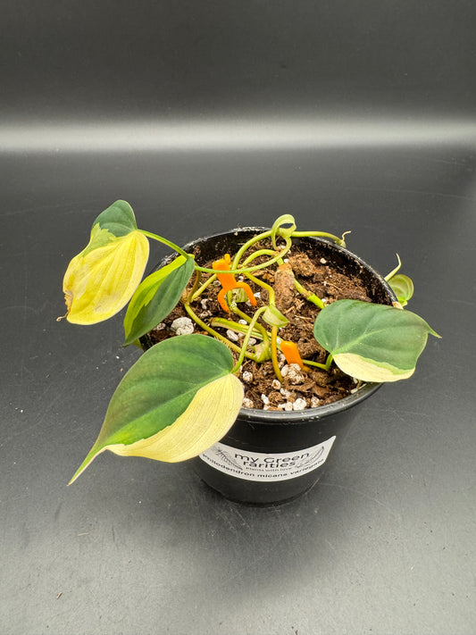Philodendron micans variegata