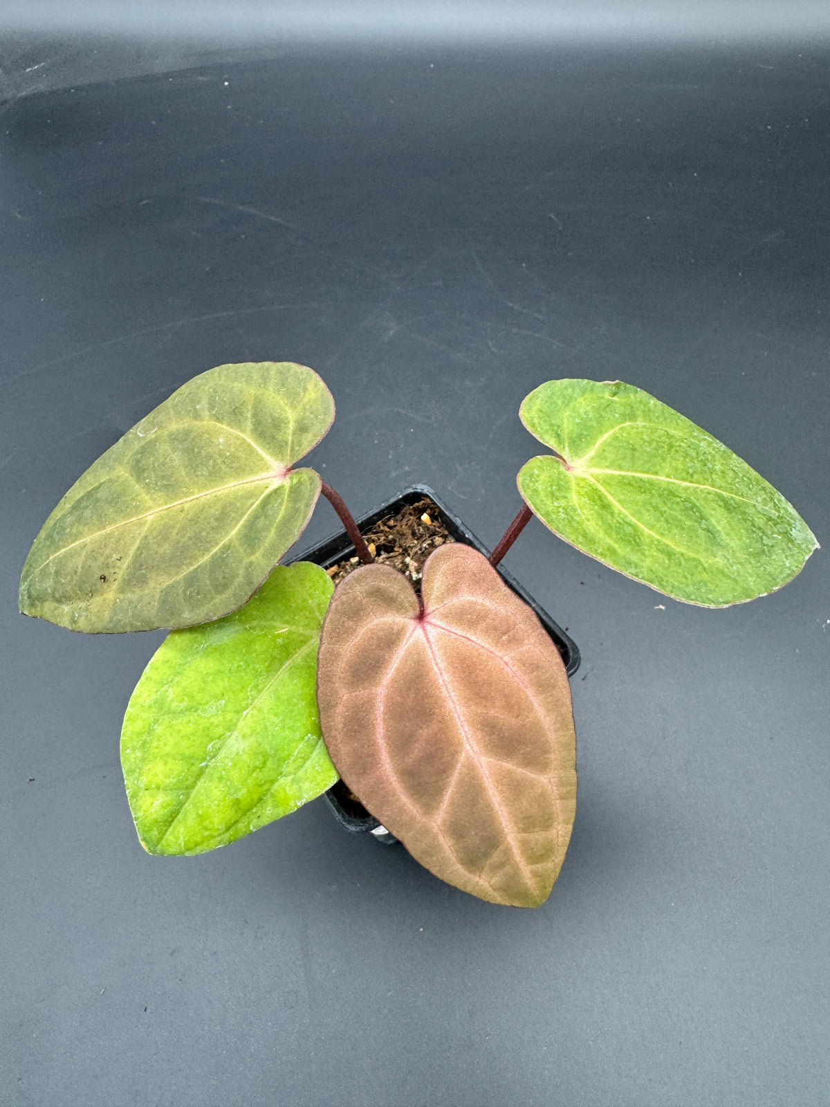 Anthurium RVDP (Red Vein Dark Phoenix) variegata