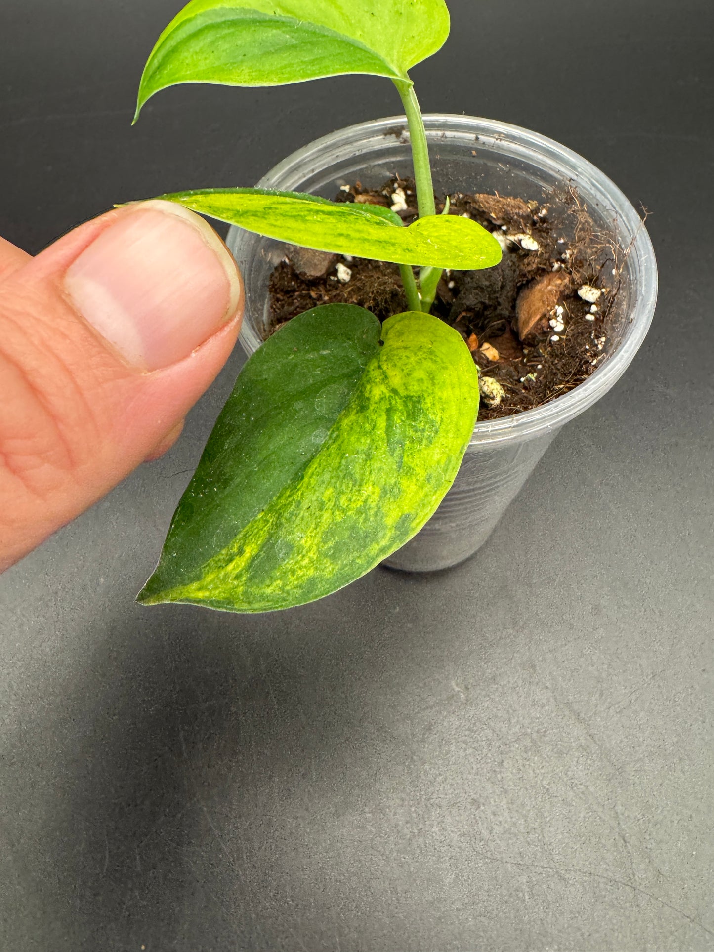 Scindapsus Jade Satin Aurea variegata