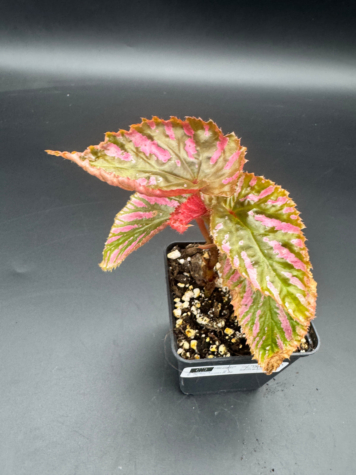Begonia Brevirimosa