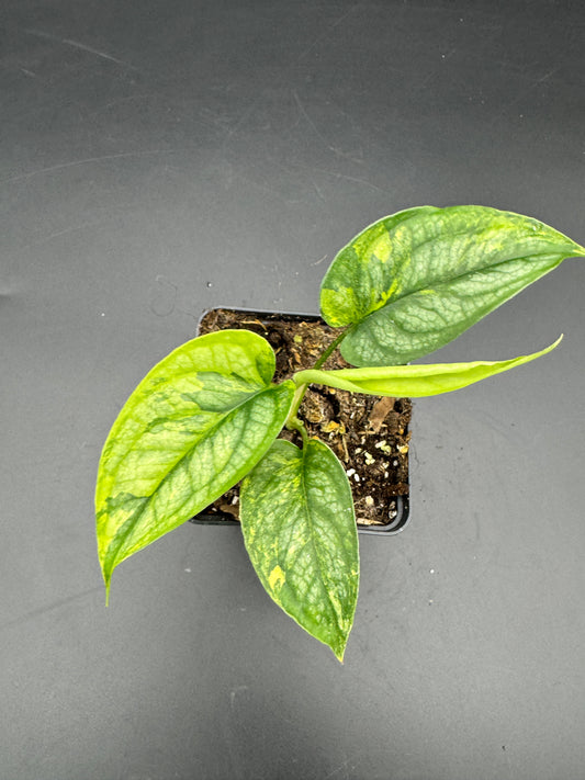 Monstera Siltepecana Aurea