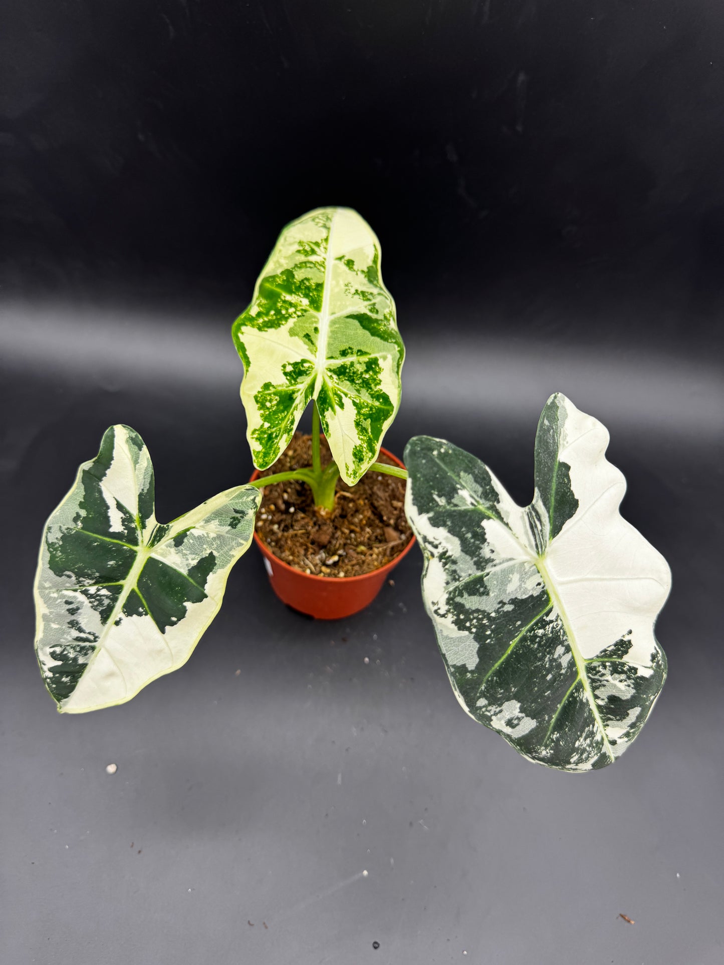 Alocasia Frydek  variegata