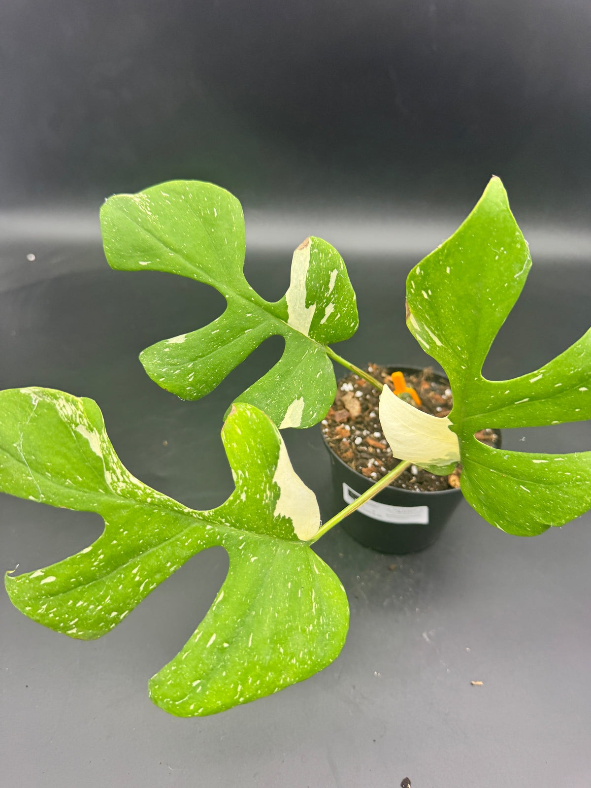 Rhaphidophora tetrasperma Thai constellation (Monstera Minima Thai constellation)