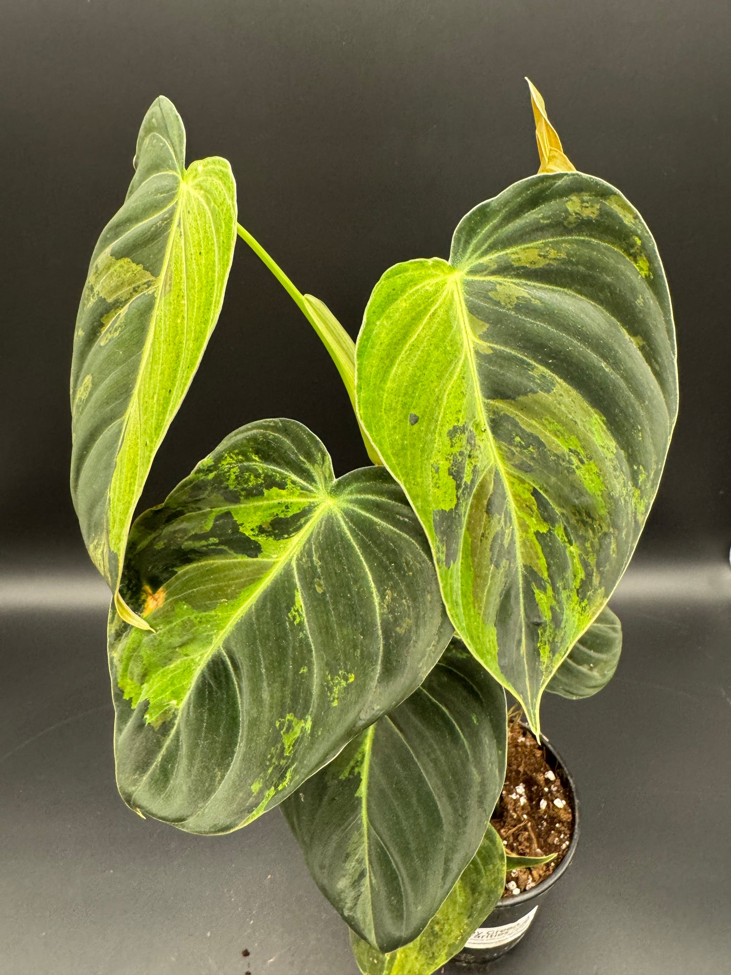 Philodendron melanochrysum variegata