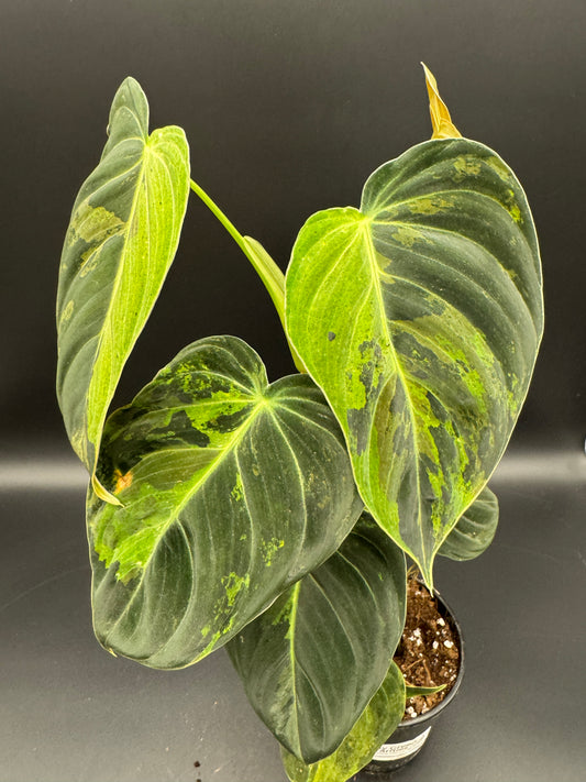 Philodendron melanochrysum variegata
