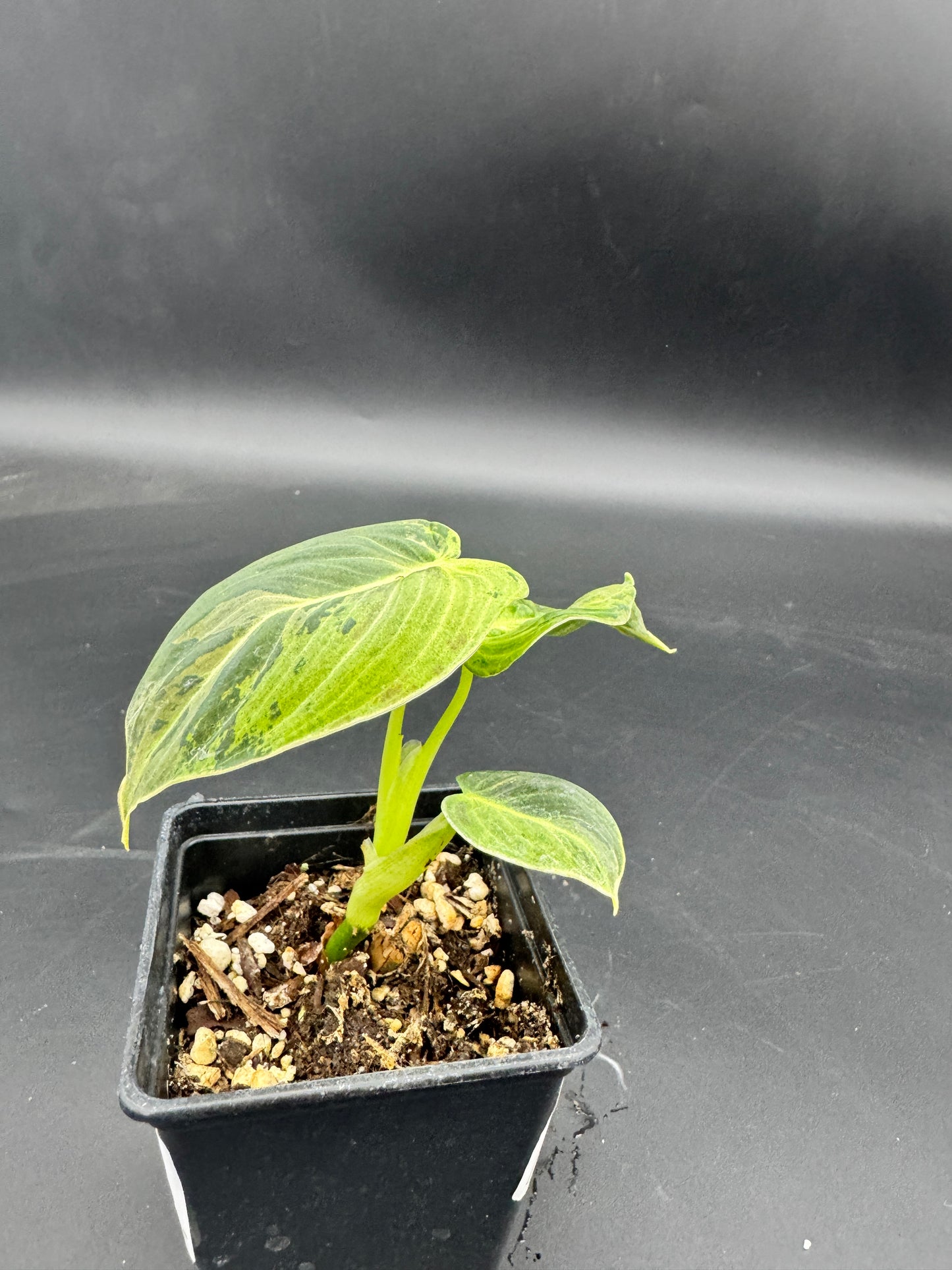 Philodendron melanochrysum variegata