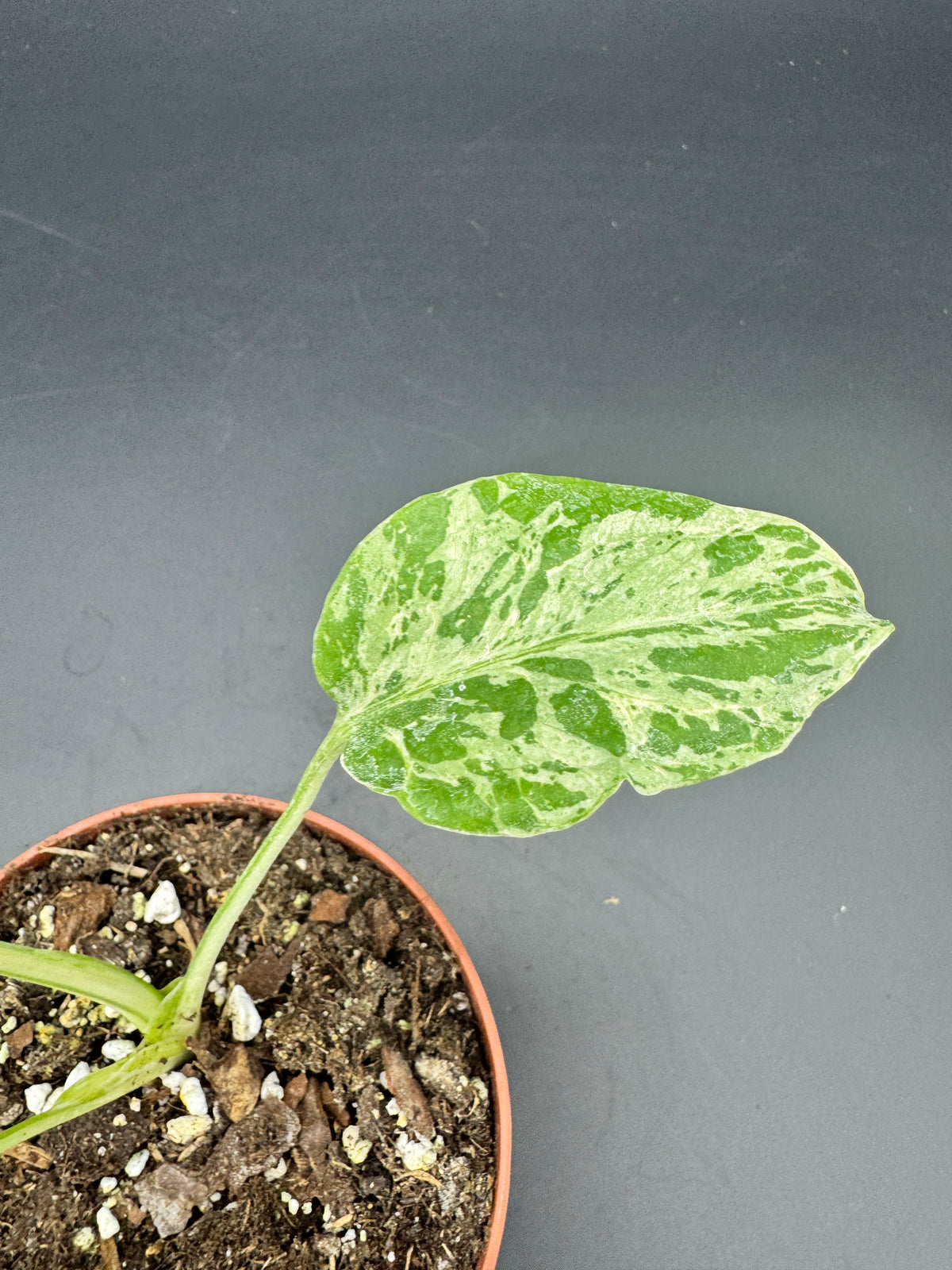 Monstera Bulbasaur