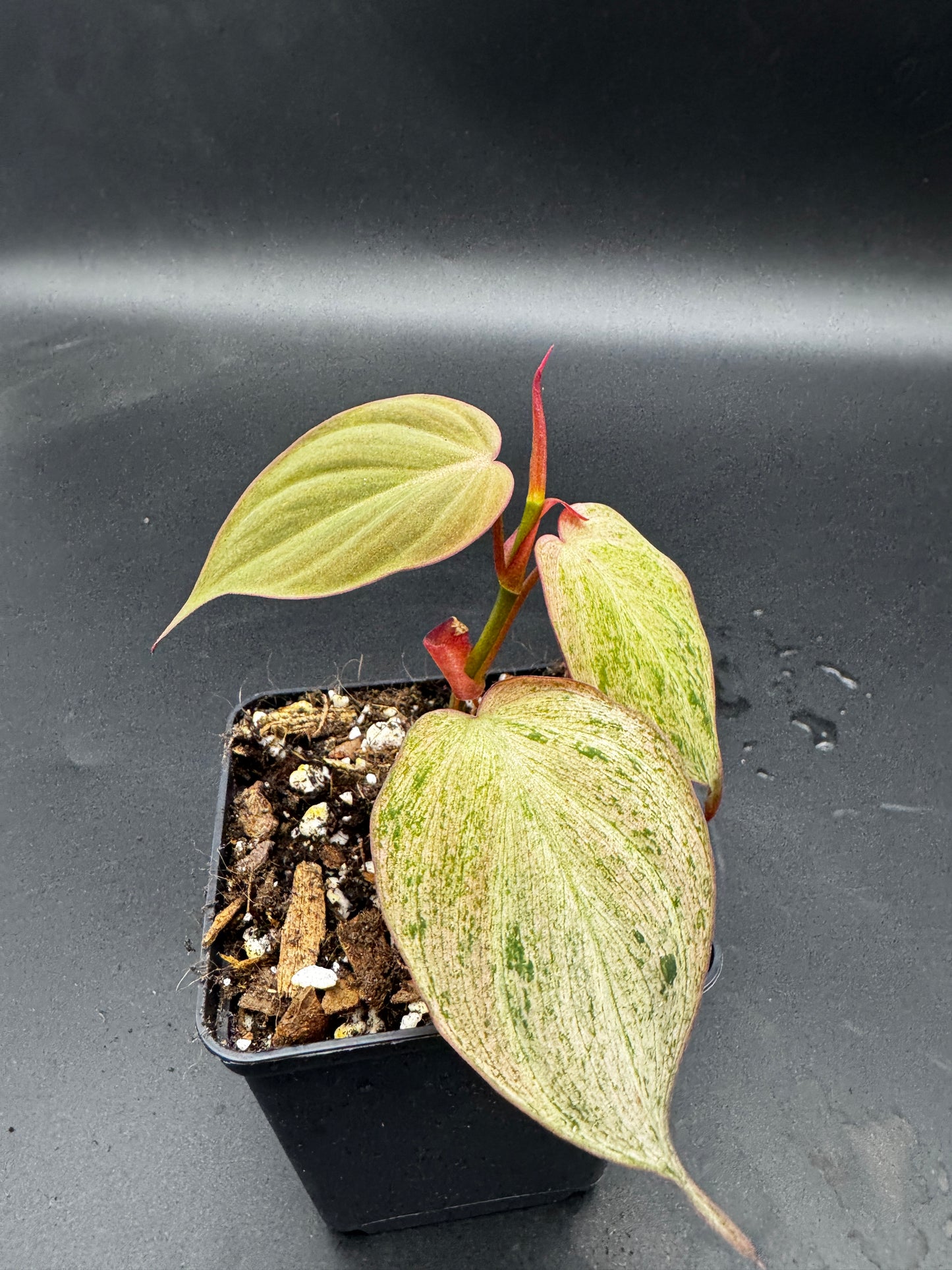 Philodendron micans pink marble variegata