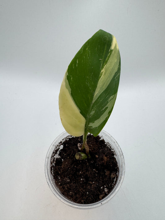 Scindapsus Rupestris Aurea variegata