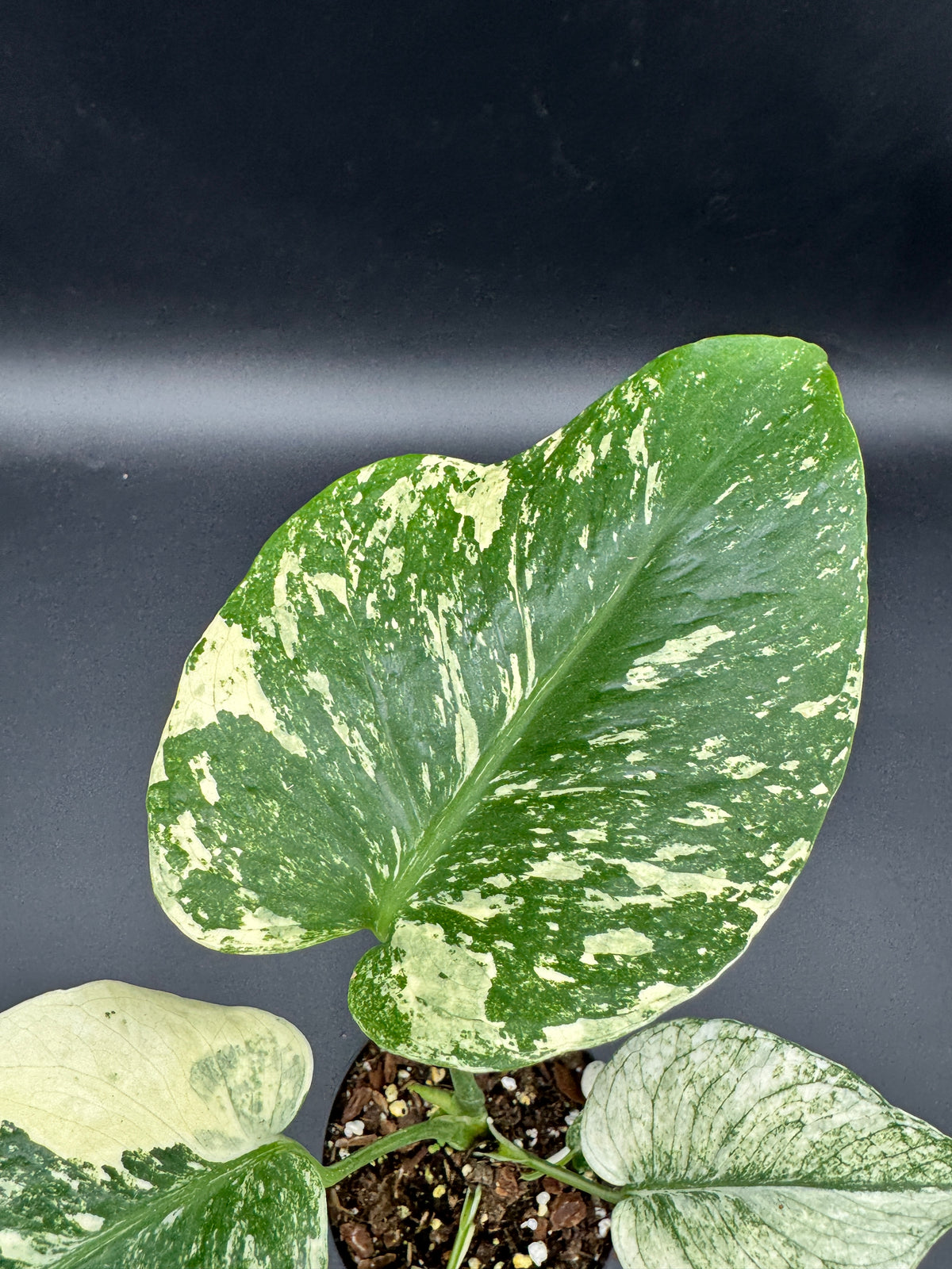 Monstera mint variegata