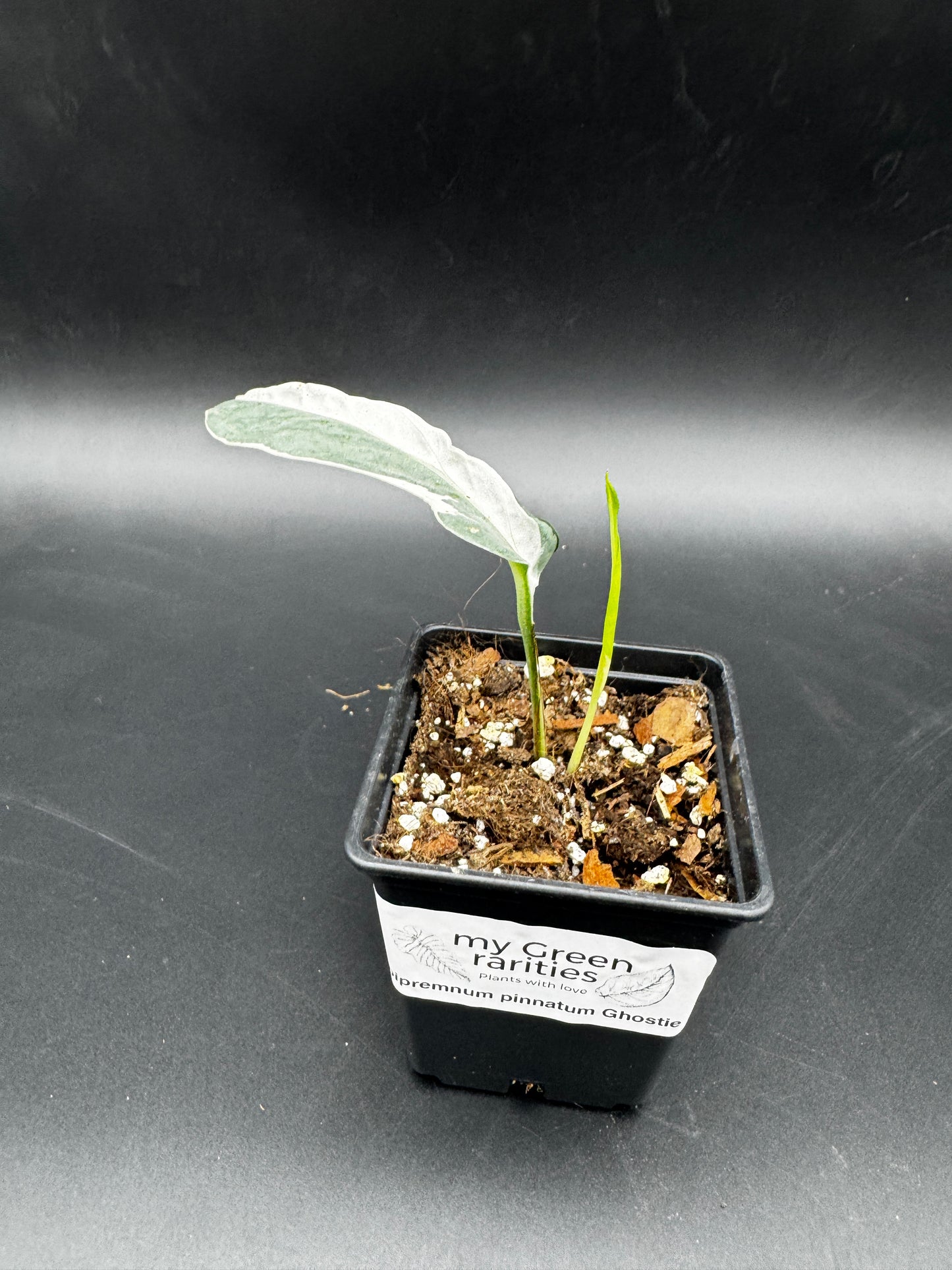 Epipremnum pinnatum Ghostie
