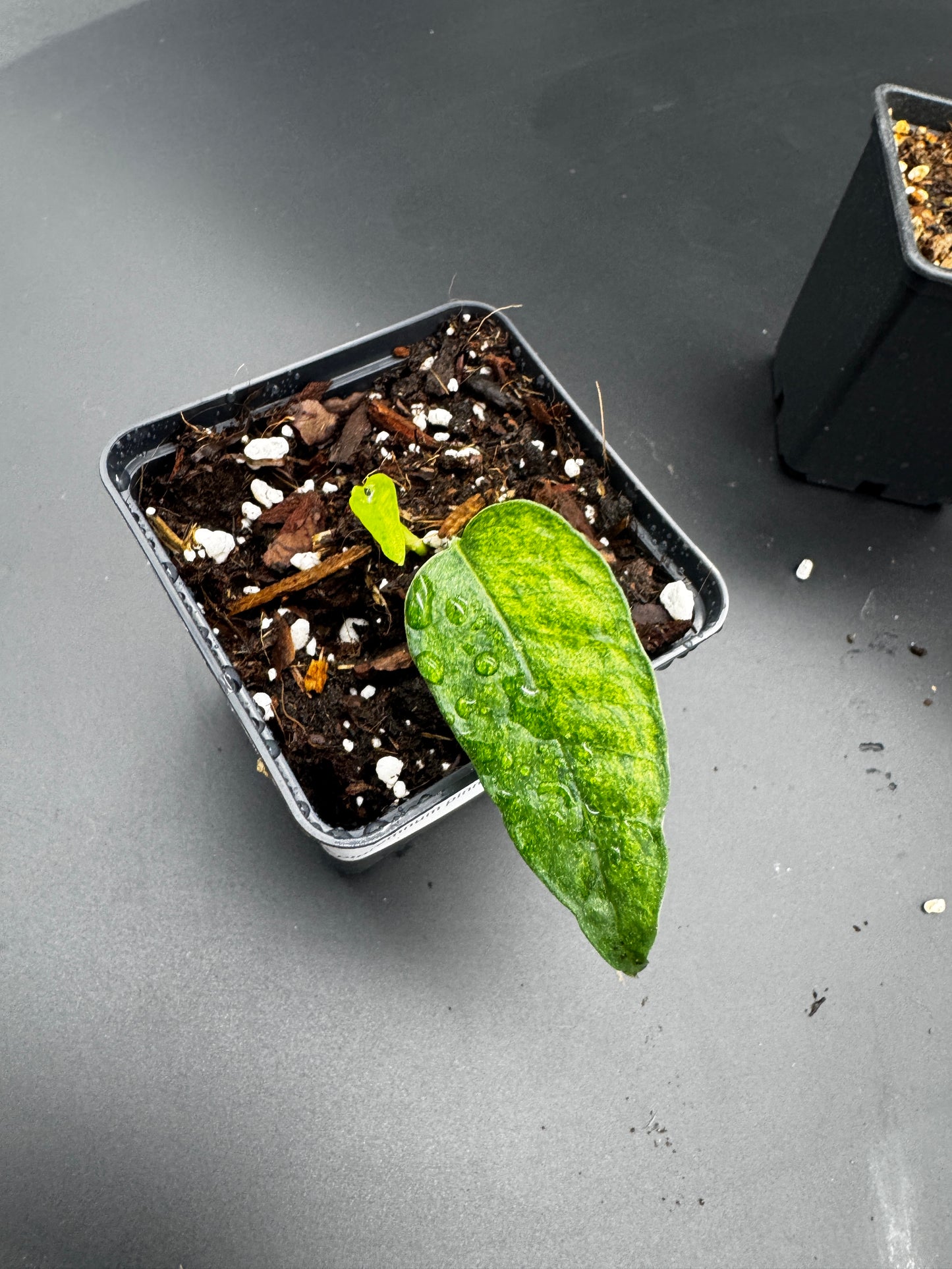 🌿 Epipremnum Collector‘s Trio