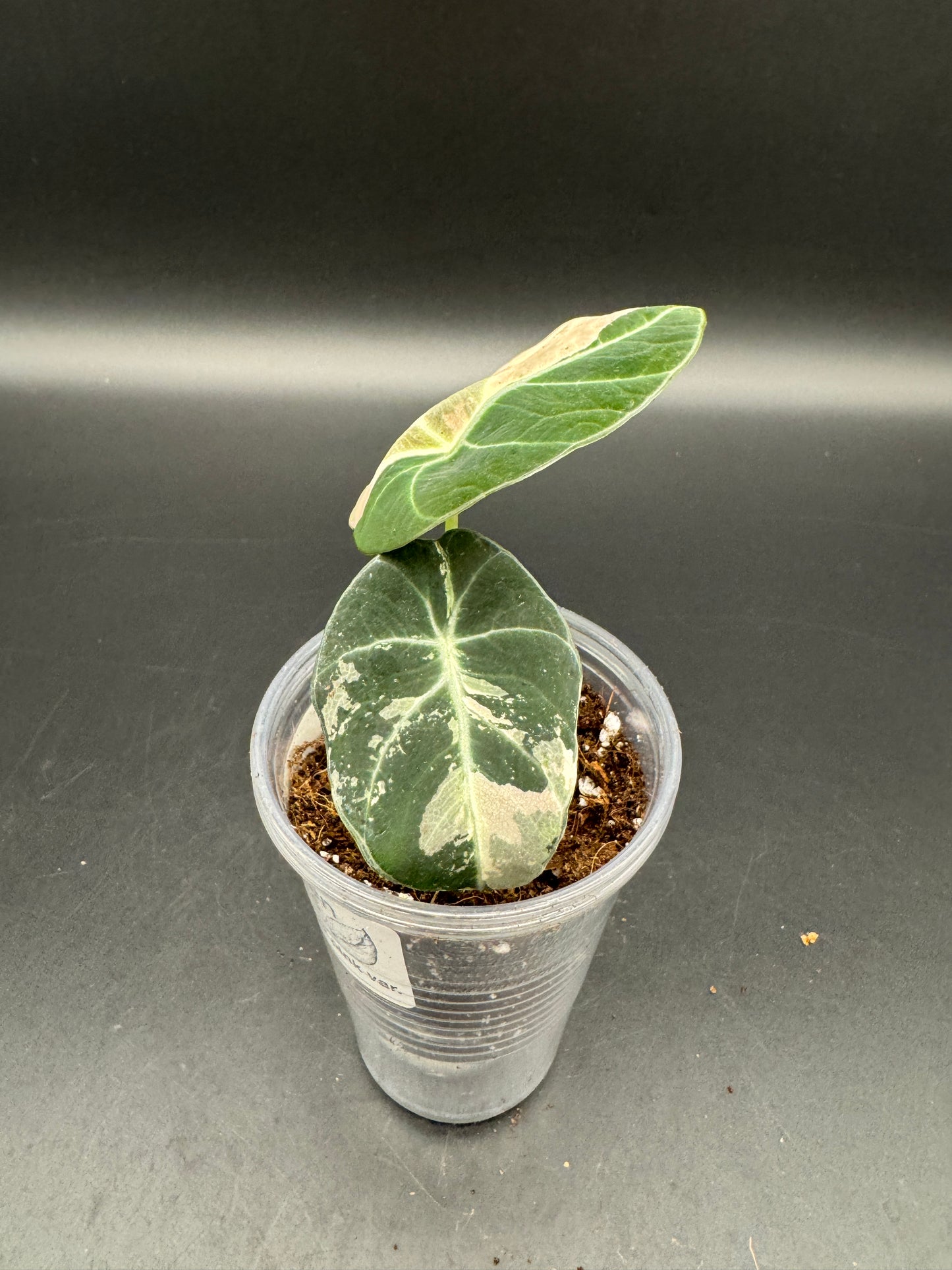 Alocasia black velvet pink variegata